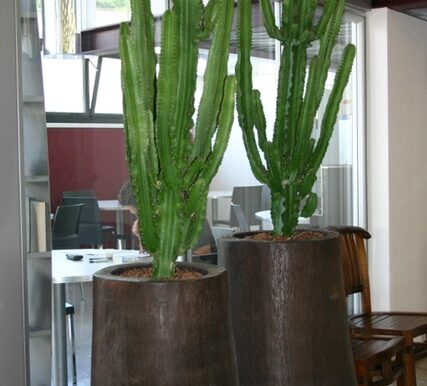 show room cevedale 040